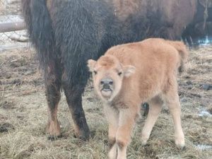 У лесных бизонов пополнение