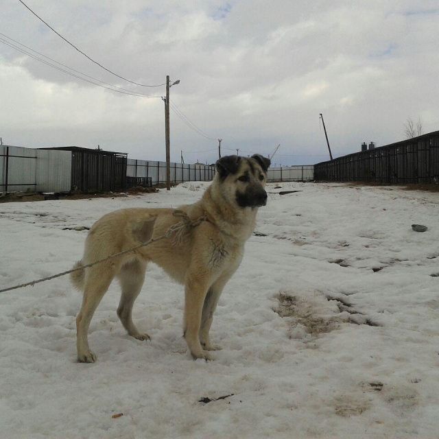 Пункт передержки животных в Якутске, возможно, будет закрыт из-за отключения электроэнергии