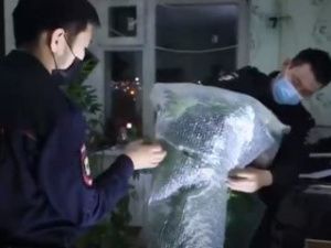 Житель Якутска внутри шкафа для одежды вырастил кусты конопли