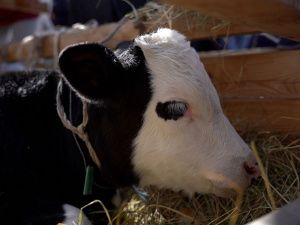 В Якутске отметили День сайылыка