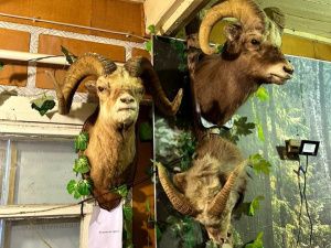 Зайцы-спортсмены и ондатра-супермен: необычные чучела животных делает таксидермист из Якутии