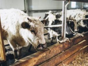 В Саккырыре будут производить эксклюзивный сыр из молока якутской коровы