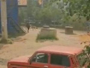 Следком проведет проверку по факту нападения собак на ребенка в Якутске