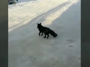 Чернобурая лиса гуляет по Якутску