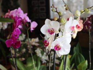 В ботаническом саду СВФУ открылась выставка-ярмарка редких орхидей