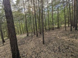 В Якутске продолжаются поиски мужчины, пропавшего в лесу на Вилюйском тракте