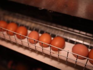 В Якутии за пять лет обеспеченность яйцами местного производства возросла на 10 процентов