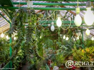 Джунгли в Якутии:  Северный ботанический сад собрал богатую коллекцию тропических растений