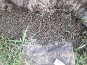 В якутском селе выпал дождь с насекомыми 