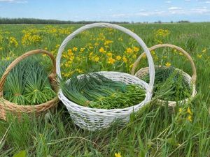 Начался сезон сбора зеленого лука