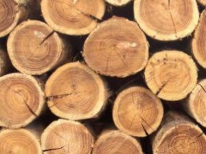 Хабаровский лесопромышленный холдинг откроет в Якутии деревоперерабатывающий завод