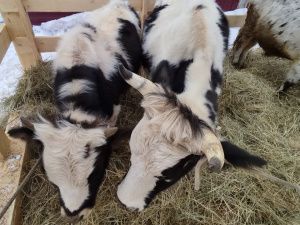 В Вилюйском районе реализовали первый грант по направлению «Агротуризм»