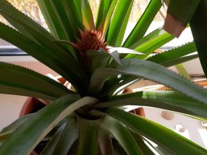 В Якутске агроном-любитель выращивает на подоконнике ананасы