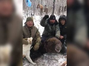 Минэкологии проводит проверку действий охотников, добывших бурого медведя в неустановленные сроки