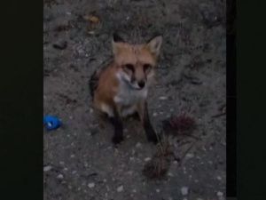 Ее пытались поймать около 20 раз, но все таки поймали