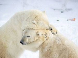 В зоопарке «Орто Дойду» ответили на сообщение о нарушениях правил содержания белых медведей
