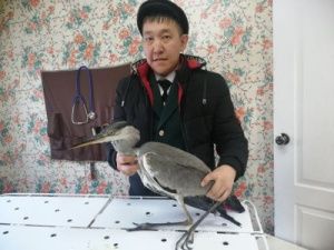 В Усть-Майском улусе спасли краснокнижную цаплю