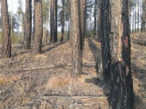 В нескольких районах Якутии ожидается чрезвычайно высокий класс пожароопасности