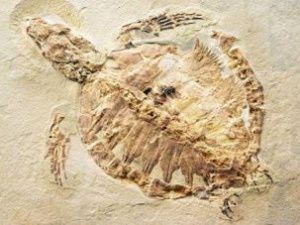 Ученые обнаружили, что 130 млн лет назад на территории Якутии жили черепахи и крокодилы