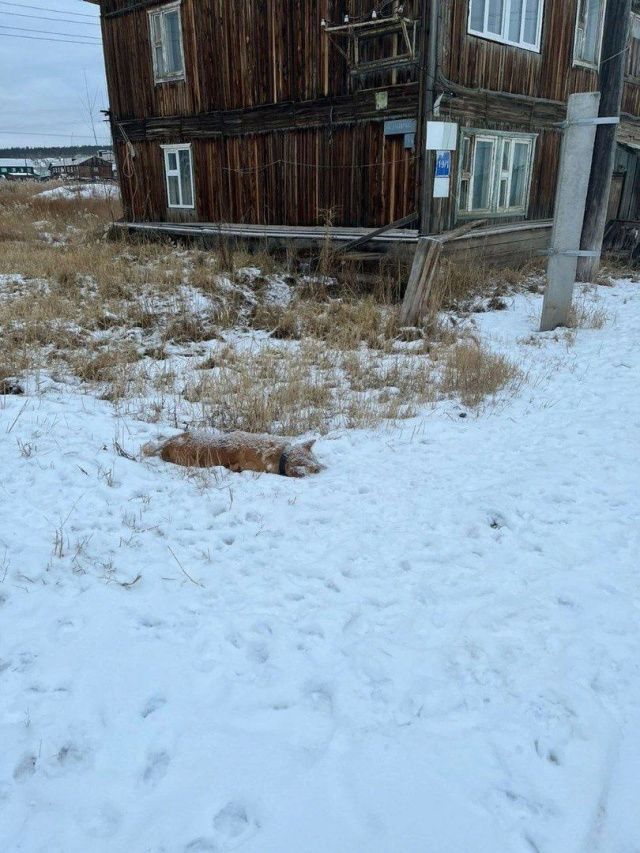 Не отпускайте своих собак на самовыгул!