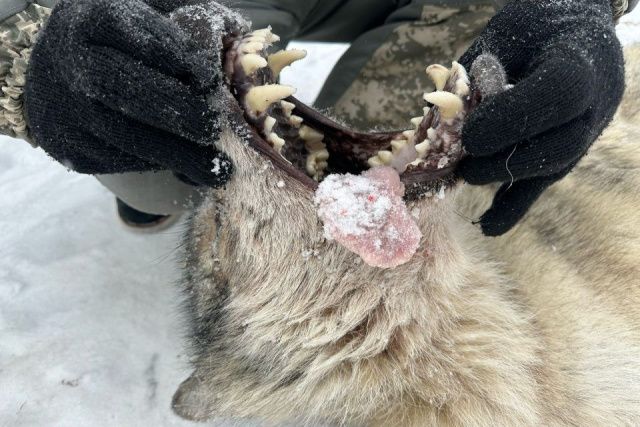 Волка, который терроризировал жителей и убивал собак в якутском поселке Пеледуй, ликвидировали