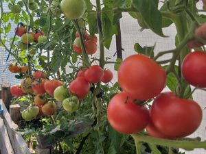 Жительница Сунтарского района разбила на своём участке малиновую плантацию