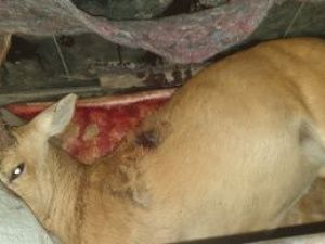 В Намском районе полицейские задержали браконьеров