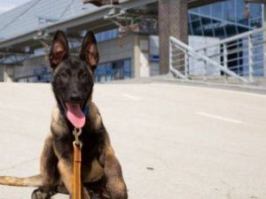 В аэропорту «Якутск» запретили перевозку животных