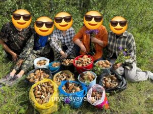 В Нюрбинском улусе грибной год