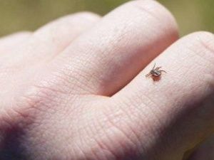 В Якутии зарегистрировано 223 случая укусов клещей. Больше всего в Ленском районе