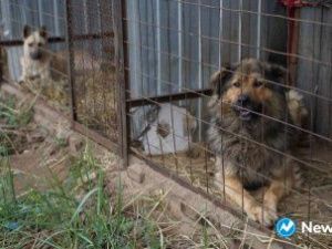 В пункте передержки животных Якутска пройдет день открытых дверей