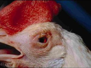 Новый штамм «птичьей чумы» может попасть в Россию