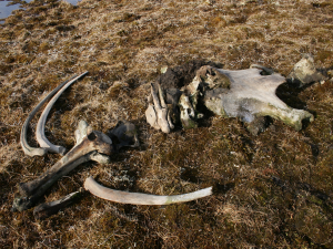 На месте обнаружения «Мамонта Павлова» археологии нашли останки орудия древних людей в Якутии