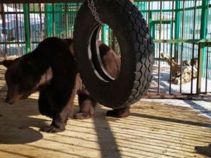 В якутском зоопарке вышли из спячки бурые медведи