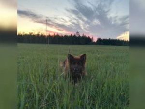 В Якутске служебная собака по кличке Галатея помогла найти угонщика машины