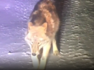 В Якутии волк попрошайничает на автодороге