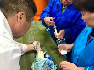 В 2024 году Чернышевский рыбоводный завод выпустит более 26,5 млн личинок рыбы