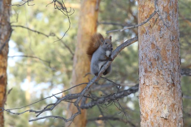 Погодная аномалия: Весенний привет в разгар зимы