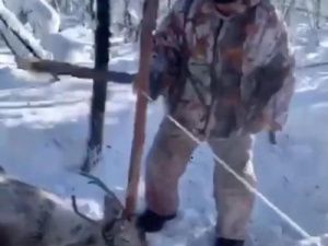 Минэкологии Якутии: по факту добычи оленя незаконным способом проводится проверка