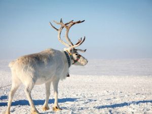 В Якутии 19 марта отмечают День Арктики