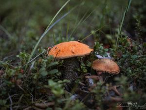 Осень постучала в окно. О погоде в Якутии