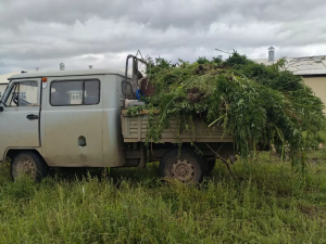 В Якутии уничтожено 1,8 тонны дикорастущей конопли в ходе II этапа операции «Мак-2025»