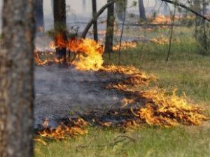 В Якутии уменьшается площадь лесных пожаров