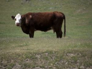 Ветеринары объявили карантин на территории села Усун-Кюель Чурапчинского улуса