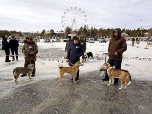 Открытая городская выставка лаек состоится в Якутске
