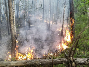 В Якутии действует 16 лесных пожаров