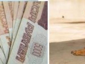 Владельцев собак в Якутии будут штрафовать за неубранные экскременты