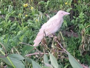 В селе Нюя Ленского района была замечена белая ворона