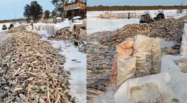 Экологи проводят проверку в связи с взбудоражившим якутян видео