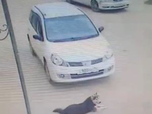 В Якутске водитель переехал мирно отдыхающую собаку